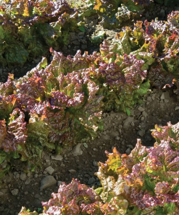 Vulcan - Organic Lettuce Seed