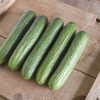 Katrina - (F1) Cucumber Seed