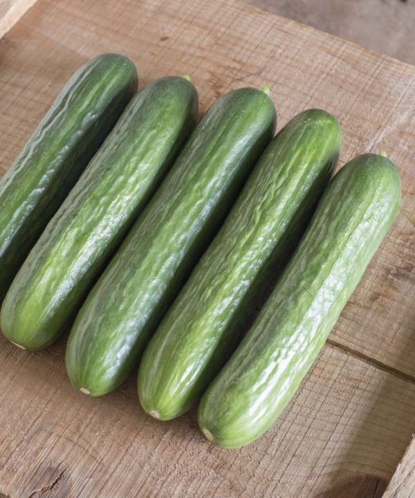 Katrina - (F1) Cucumber Seed