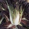Miss Hong - Red Chinese Cabbage Seeds