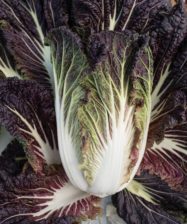 Miss Hong - Red Chinese Cabbage Seeds