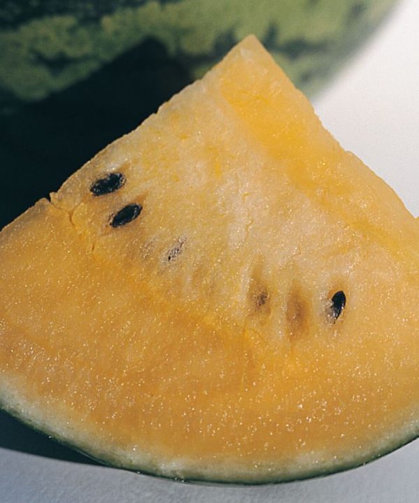 New Orchid - (F1) Watermelon Seed
