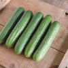 Katrina - Organic (F1) Cucumber Seed