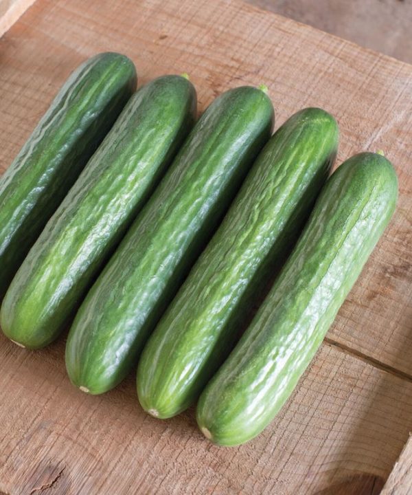 Katrina - Organic (F1) Cucumber Seed