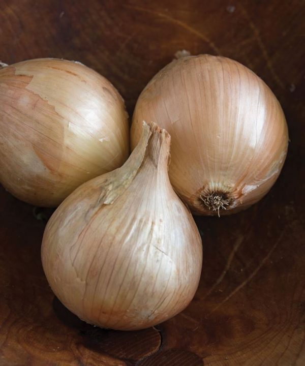 Ailsa Craig - Organic Onion Seed