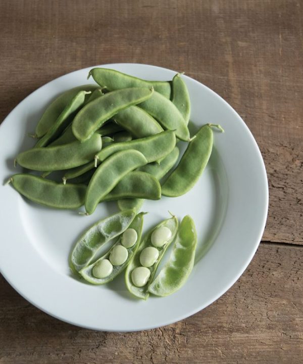 Fordhook 242 - Bean Seed