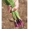 Deep Purple - Onion Seed