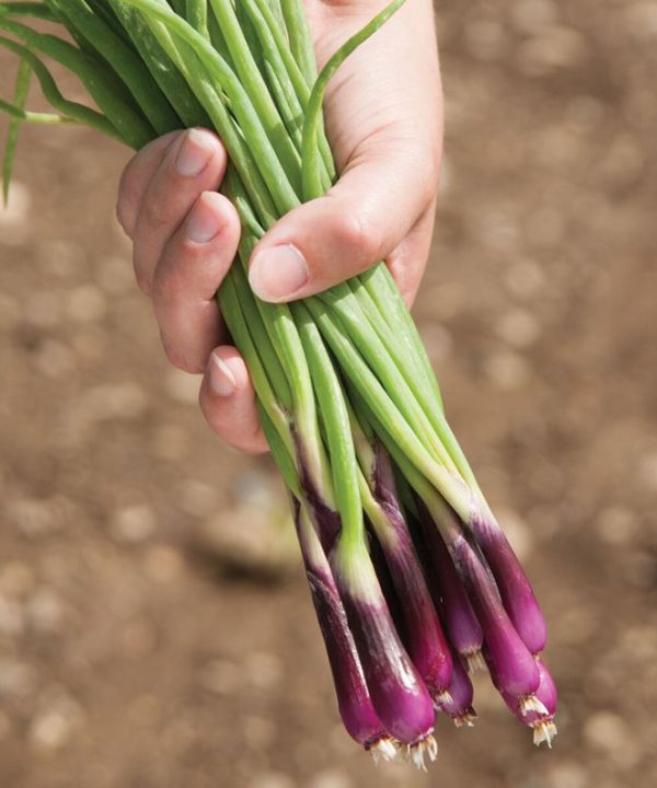 Deep Purple - Onion Seed