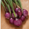 Purplette - Onion Seed