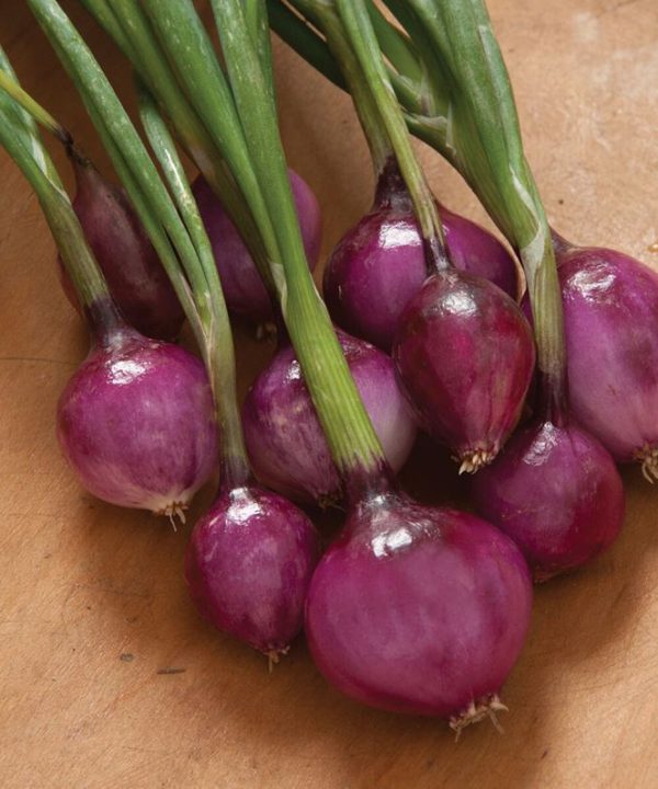 Purplette - Organic Onion Seed