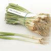 Walla Walla - Onion seed