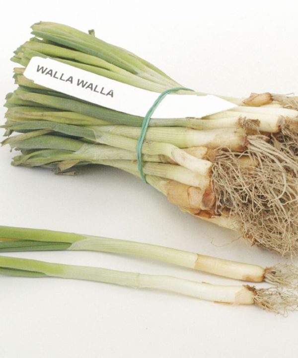 Walla Walla - Onion seed