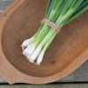 Evergreen Hardy White - Onion Seed
