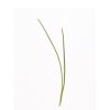 Scallion, Evergreen Hardy White Microgreen