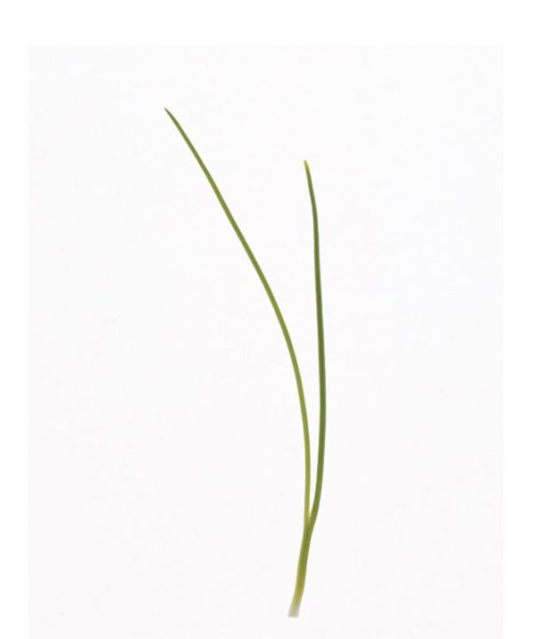 Scallion, Evergreen Hardy White Microgreen