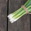 White Spear - Onion Seed