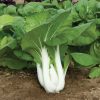 Joi Choi - (F1) Bok Choy Seeds