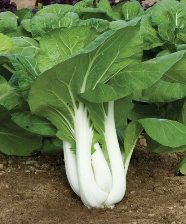 Joi Choi - (F1) Bok Choy Seeds