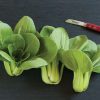 Mei Qing Choi - Bok Choy Seeds