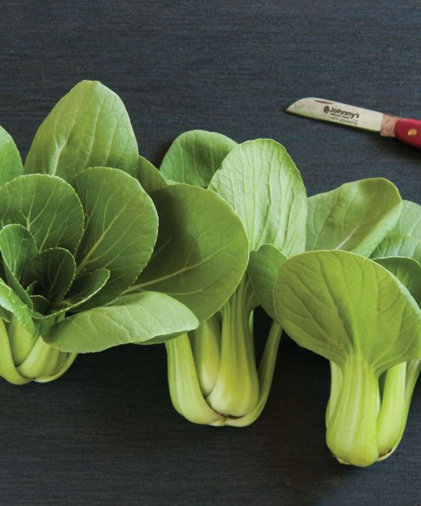 Mei Qing Choi - Bok Choy Seeds
