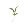 Shungiku - Microgreen Seed