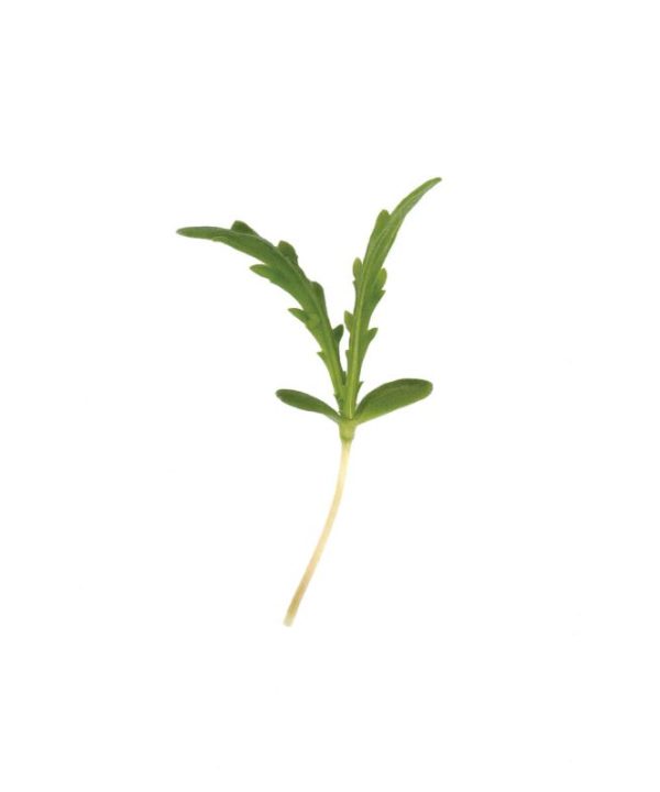Shungiku - Microgreen Seed