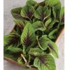 Red Leaf Vegetable Amaranth - Green Seed