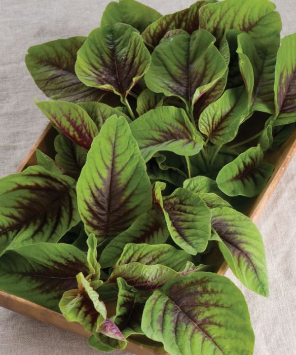 Red Leaf Vegetable Amaranth - Green Seed