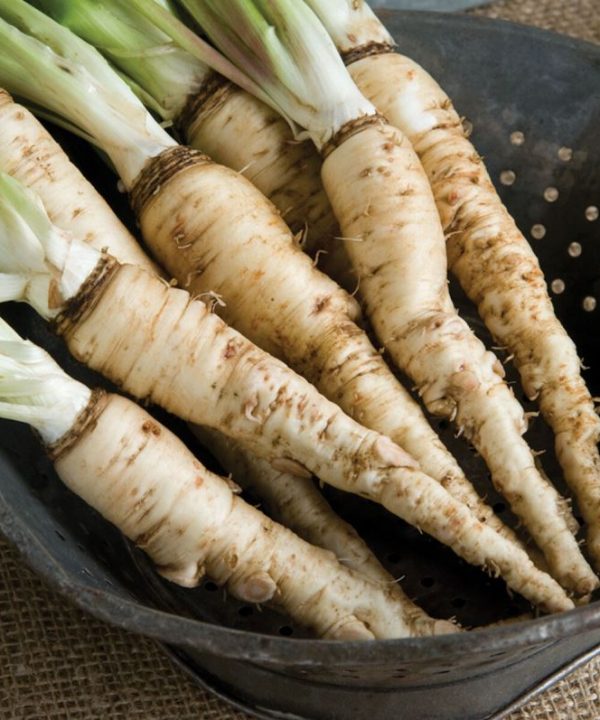 Mammoth Sandwich Island - Salsify Seed