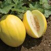 Brilliant - (F1) Melon Seed
