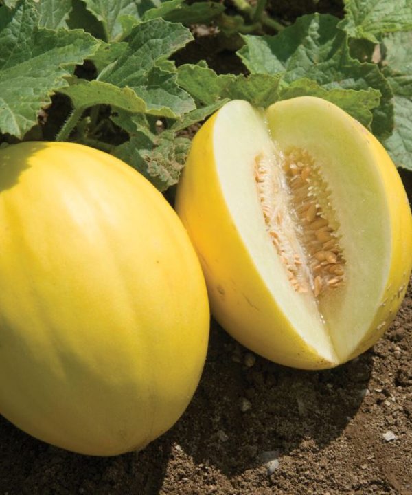 Brilliant - (F1) Melon Seed
