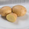 Yukon Gold - Seed Potatoes