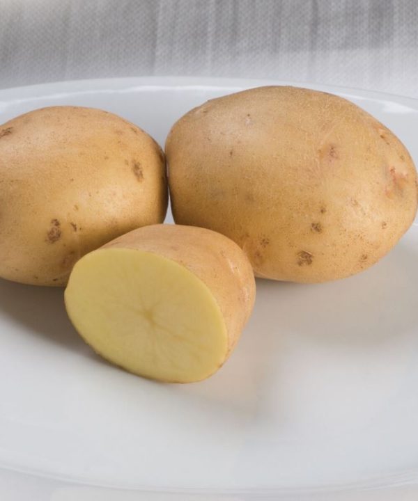Yukon Gold - Seed Potatoes