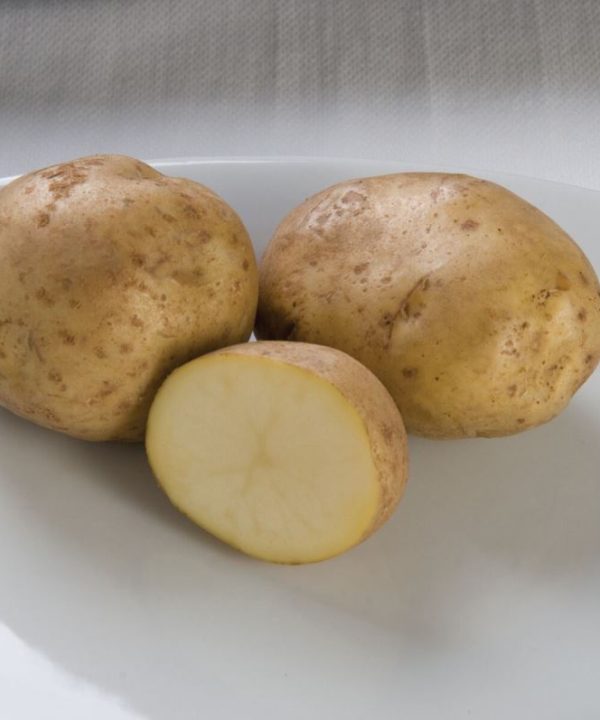 Kennebec - Organic Seed Potatoes
