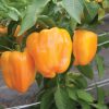 Flavorburst - Organic (F1) Bell Pepper Seed