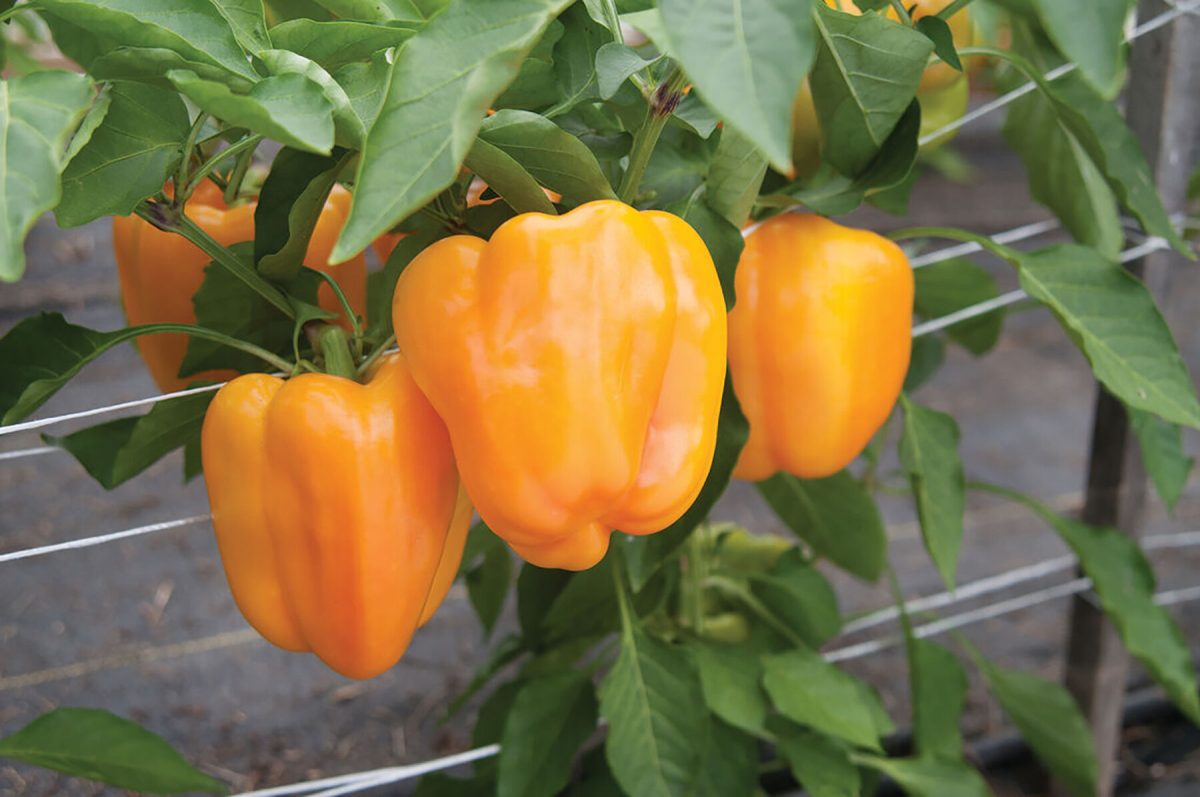 Flavorburst - Organic (F1) Bell Pepper Seed