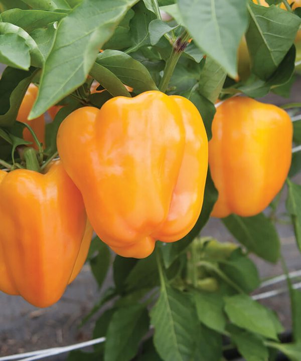 Flavorburst - Organic (F1) Bell Pepper Seed