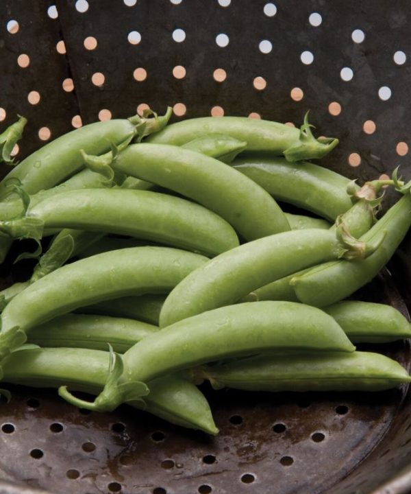 Sugar Snap - Pea Seed