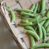 Sugar Ann - Pea Seed