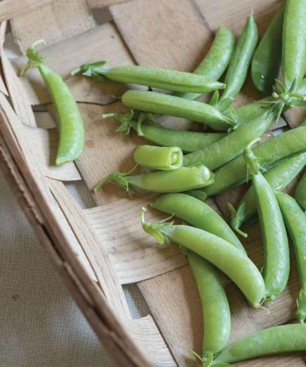 Sugar Ann - Pea Seed