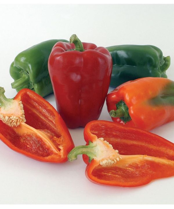 Ace - (F1) Bell Pepper Seed