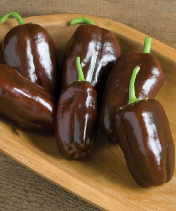 Sweet Chocolate - Organic Bell Pepper Seed