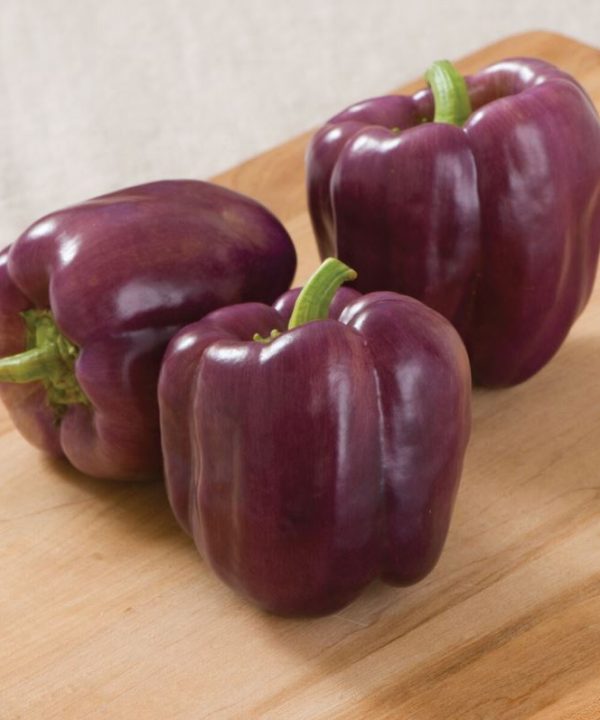 Islander - (F1) Purple Bell Pepper Seed