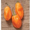 Habanero - Organic Hot Pepper Seed