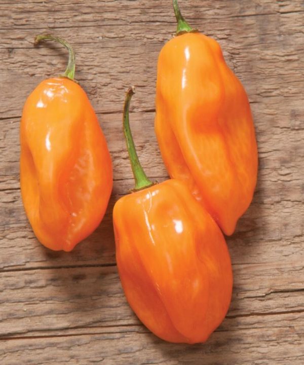 Habanero - Organic Hot Pepper Seed