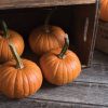 Baby Bear - Pumpkin Seed