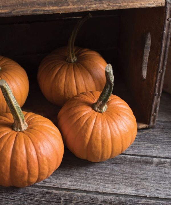 Baby Bear - Treated Pumpkin Seed