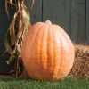 Dill's Atlantic Giant - Pumpkin Seed