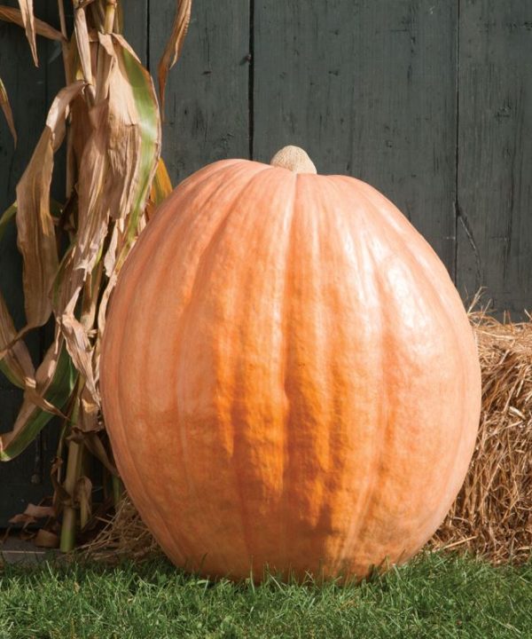 Dill's Atlantic Giant - Pumpkin Seed