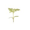 Marigold, Gem - Microgreen Seed